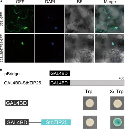 Frontiers | Identification and Analysis of bZIP Family Genes