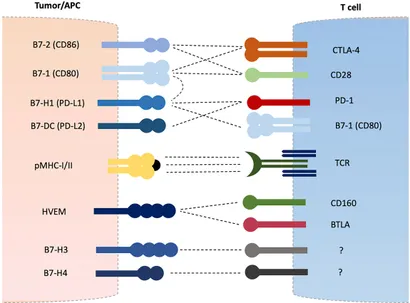 Frontiers | Soluble B7-CD28 Family Inhibitory Immune Checkpoint