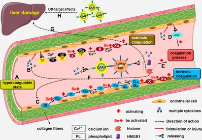 Frontiers | Testosterone Deficiency in Sickle Cell Disease