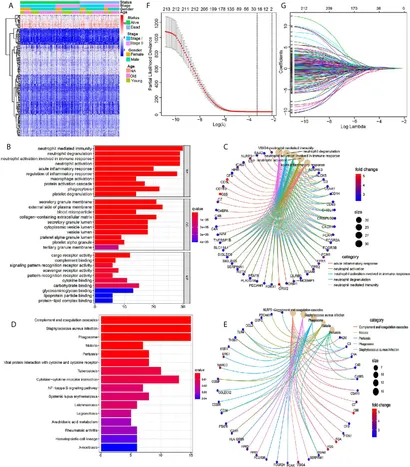 Frontiers | A Novel Immune-Related Seventeen-Gene Signature