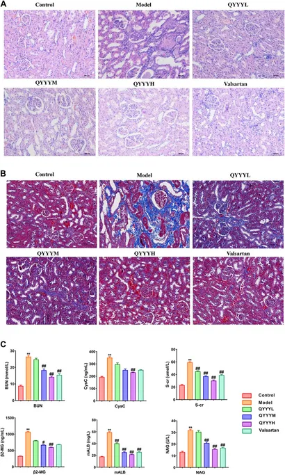 Frontiers | Qian Yang Yu Yin Granule Improves Renal Injury