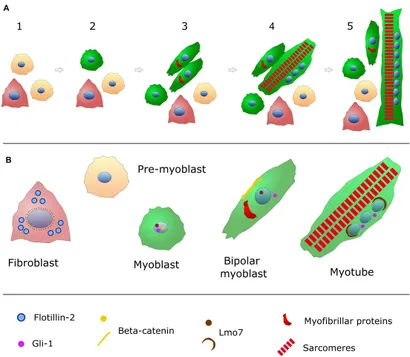 トップス embryo MUSCLE DESIGN POWER NET Mesodermal fibronectin controls cell shape, polarity, and