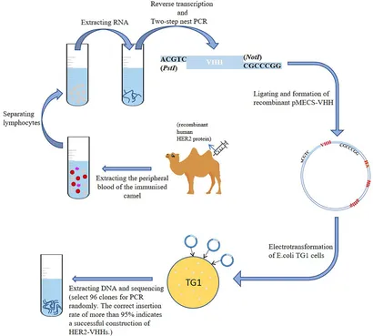 ユーザー PDE4B Missense Variant Increases Susceptibility to Post