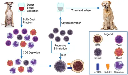 健康・医学 Surgical Pathology of Canine Neoplasms Diagnosis and Prognosis of Canine Melanocytic Neoplasms