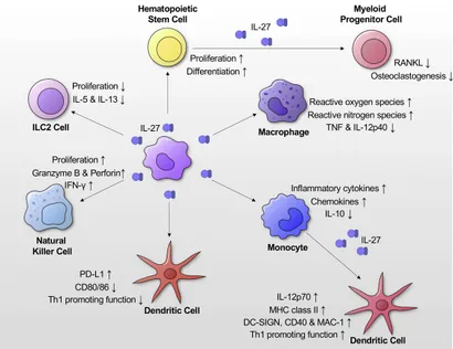 Common Gamma Chain Cytokines in Cancer Immunotherapy | Sino