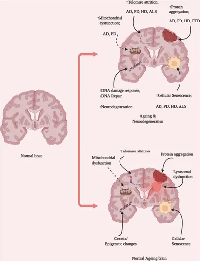 Frontiers | The Ageing Brain: Molecular and Cellular Basis