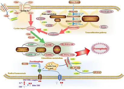Frontiers | Classification and Computational Analysis of