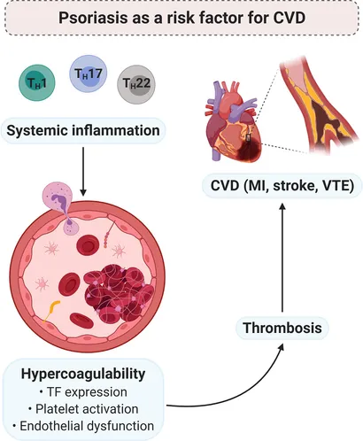 バランス クアッドウォーキングスティック、男性と女性のためのバランス