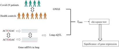 Frontiers | Identification of Causal Genes of COVID-19 Using