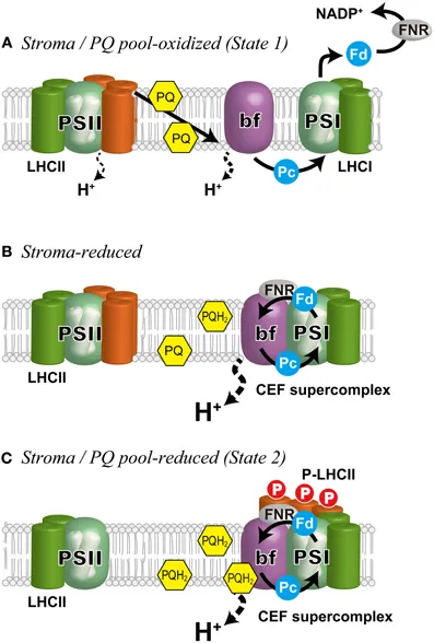 fpls-04-00513-g002.jpg
