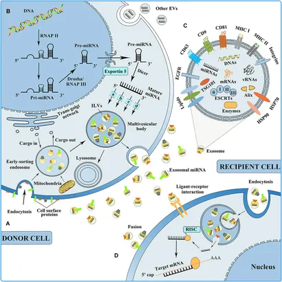 Frontiers | Emerging Exosomes and Exosomal MiRNAs in Spinal Frontiers | Emerging Exosomes and Exosomal MiRNAs in Spinal