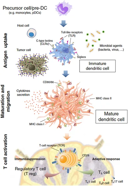 語学+参考書 Dendritic Cells in Clinics Amazon | Dendritic Cells in Clinics | Onji, Morikazu | Basic