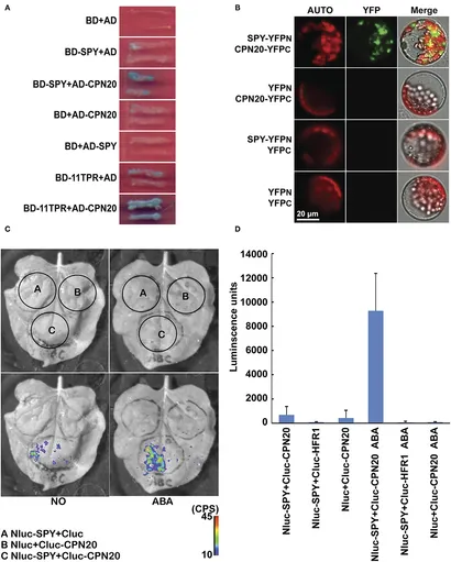 Frontiers | O-fucosylation of CPN20 by SPINDLY Derepresses