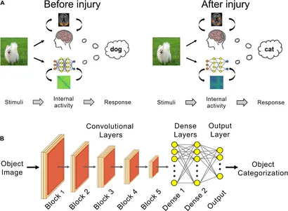 Frontiers | Whole-Brain Network Models: From Physics to Bedside