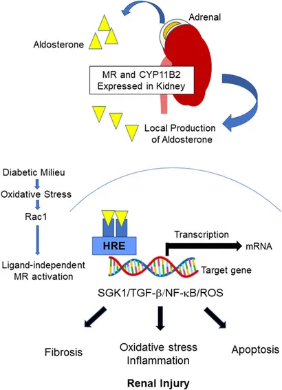 An updated review of few-layer black phosphorus serving as a