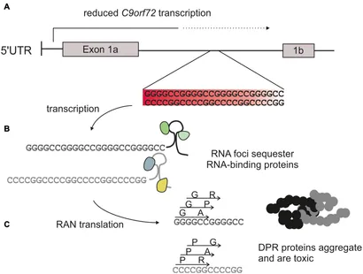 a.h.p.l. /ストレス The C9orf72 repeat expansion disrupts nucleocytoplasmic