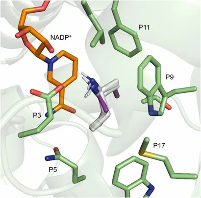 aminaseページ Frontiers | Biocatalytic Reductive Amination by Native Amine