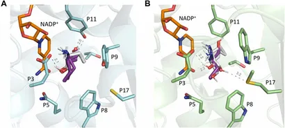 aminaseページ Imine Synthesis by Engineered d-Amino Acid Oxidase from