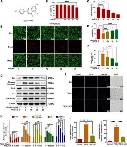 【中古】 Allegaeon / Apoptosis RAGE-dependent mitochondria pathway: a novel target of