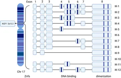Frontiers | Ikaros Proteins in Tumor: Current Perspectives and New