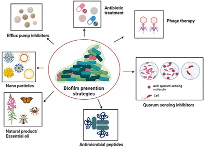 Frontiers | Convergence of Biofilm Formation and Antibiotic