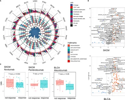 Frontiers | Pan-Cancer Analysis Reveals a Distinct