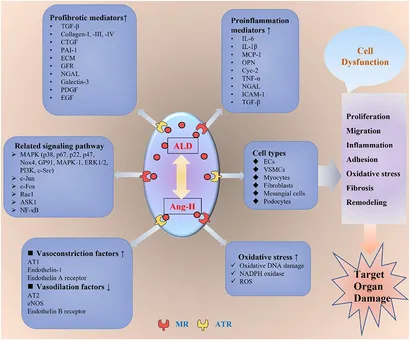 ハート Cardiac Remodeling and Repair: Recent Approaches