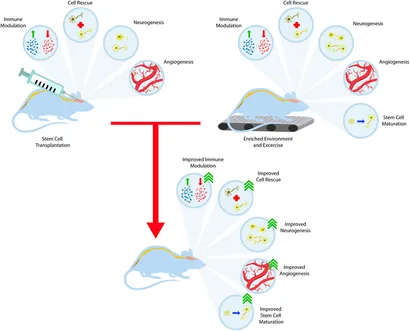 テスト fcell-10-798826-g003.jpg