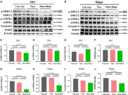 Frontiers | Menthol Flavor in E-Cigarette Vapor Modulates