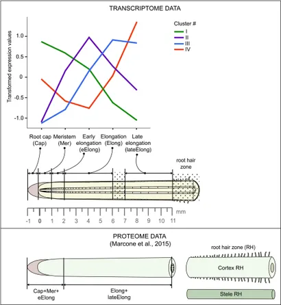 Frontiers | Forgotten Actors: Glycoside Hydrolases During