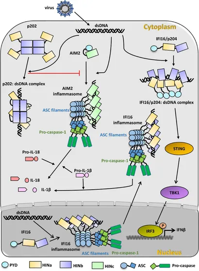 Frontiers | Activation and Immune Regulation Mechanisms of