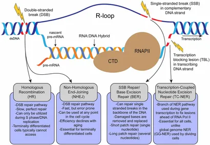 Frontiers | The regulation of DNA end resection by chromatin