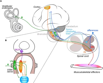 健康・医学 Mobilisation of the NERVOUS SYSTEM 51X8DJl7i5L.jpg_BO30,255,255,