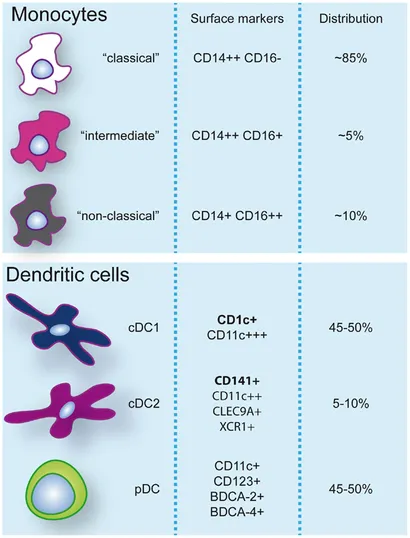 語学+参考書 Dendritic Cells in Clinics Amazon | Dendritic Cells in Clinics | Onji, Morikazu | Basic