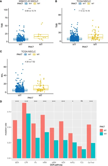 Frontiers | The Predictive Value of PAK7 Mutation for Immune