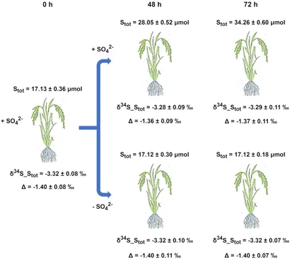 科学+技術 Syntheses with Stable Isotopes Laboratories for Stable Isotopes (LSI) - Helmholtz-Centre