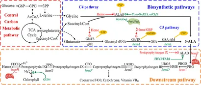 Frontiers | Natural 5-Aminolevulinic Acid: Sources