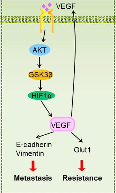 fphar-13-851401-g009.jpg