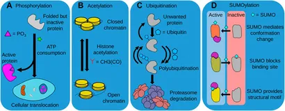 OD版 スケール・アンド・スコープ Frontiers | Insights Into the Links Between Proteostasis and