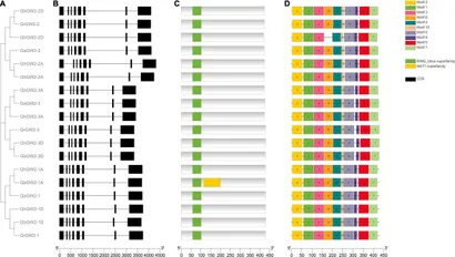 Gene 上海 3.16 2枚 MADS-box encoding gene Tunicate1 positively controls maize