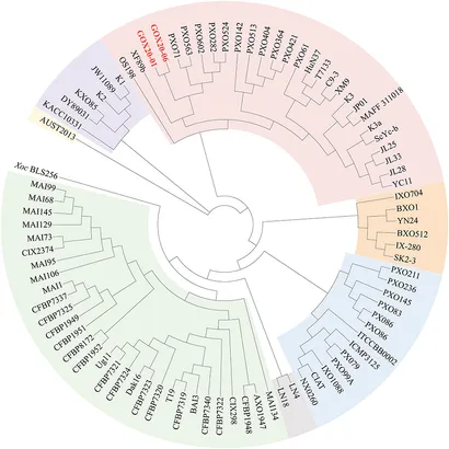 Frontiers | Comparative Genomic Analysis of Two Xanthomonas