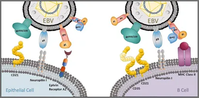 Frontiers | Four Decades of Prophylactic EBV Vaccine