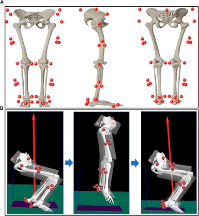 システマ「ダイナミック逆間接技法」Dynamic Joint Breaks fphys-13-877394-g001.jpg