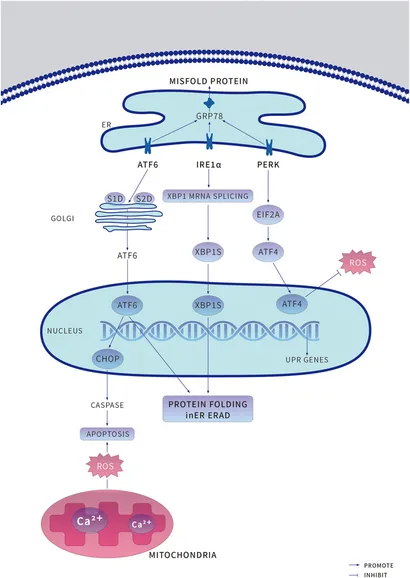 Frontiers | ROS and Endoplasmic Reticulum Stress in