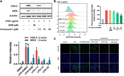 Frontiers | Investigation of the Anti-Inflammatory Activity