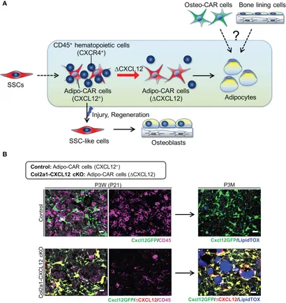 Activation of 4-1BB signaling in bone marrow stromal cells