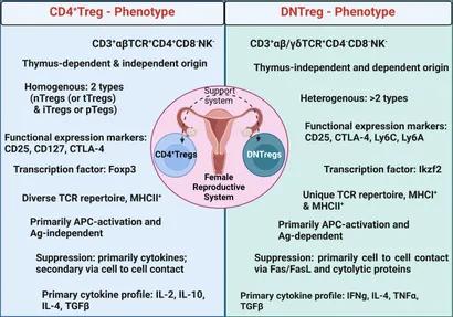 Frontiers | Double Negative T Regulatory Cells: An Emerging