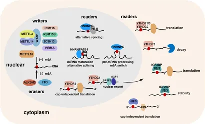 Emerging roles of the RNA modifications N6-methyladenosine