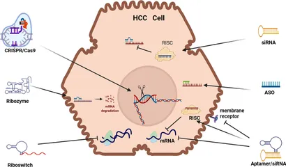 Prospecting for Genes involved in transcriptional regulation
