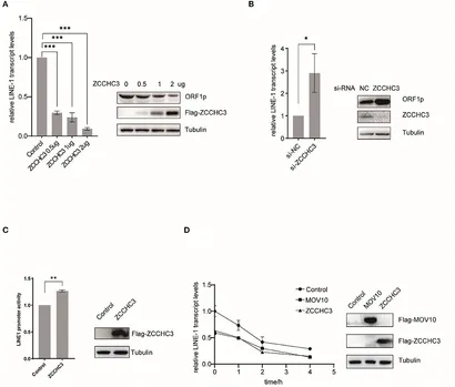 Frontiers | The Zinc-Finger protein ZCCHC3 inhibits LINE-1